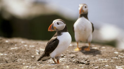 Two puffins perched on a flat rocky area on Staple Island, part of the Farne Islands, Northumberland
